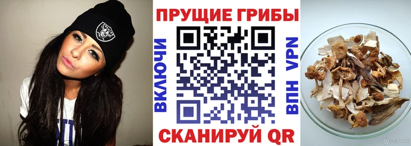 Галлюциногенные грибы Psilocybine cubensis  Купить где  Верхотурье 